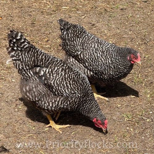 Rock Flocks Barred Plymouth Rock - Hatching Eggs – Priority Flocks Farmstead