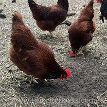 Load image into Gallery viewer, Heritage Rhode Island Reds - Hatching Eggs
