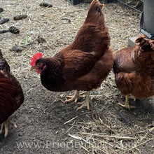 Load image into Gallery viewer, Heritage Rhode Island Reds - Hatching Eggs
