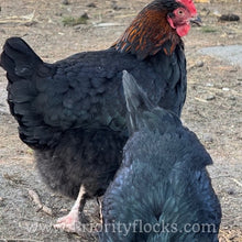 Load image into Gallery viewer, Black Copper Maran - Day Old Chick
