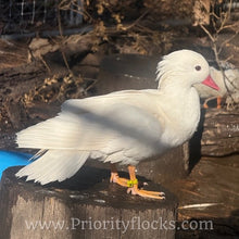 Load image into Gallery viewer, White Mandarin Duck (Young Adult)
