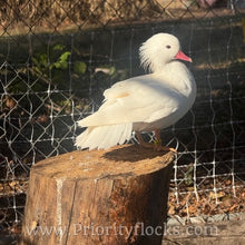 Load image into Gallery viewer, White Mandarin Duck (Young Adult)

