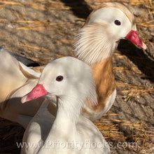 Load image into Gallery viewer, White Mandarin Duck (Young Adult)
