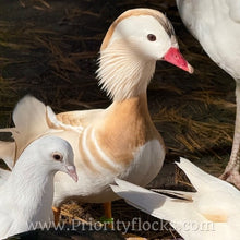 Load image into Gallery viewer, White Mandarin Duck (Young Adult)
