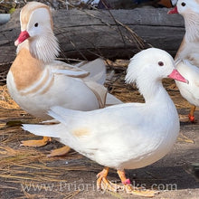 Load image into Gallery viewer, White Mandarin Duck (Young Adult)
