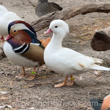 Load image into Gallery viewer, Mandarin Duck (Young Adult)
