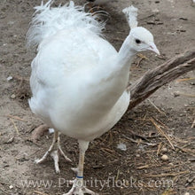 Load image into Gallery viewer, White Peafowl (Peachick)
