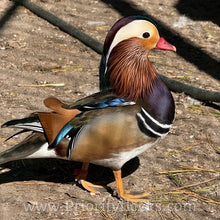 Load image into Gallery viewer, Mandarin Duck (Young Adult)
