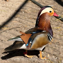 Load image into Gallery viewer, Mandarin Duck (Young Adult)
