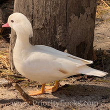 Load image into Gallery viewer, White Mandarin Duck (Young Adult)
