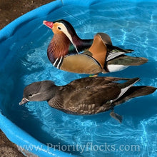 Load image into Gallery viewer, Mandarin Duck (Young Adult)
