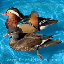 Load image into Gallery viewer, Mandarin Duck (Young Adult)
