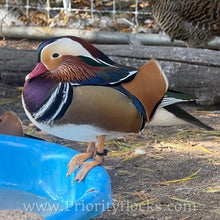 Load image into Gallery viewer, Mandarin Duck (Young Adult)
