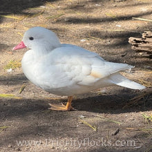 Load image into Gallery viewer, White Mandarin Duck (Young Adult)
