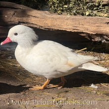 Load image into Gallery viewer, White Mandarin Duck (Young Adult)
