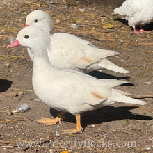 Load image into Gallery viewer, White Mandarin Duck (Young Adult)

