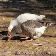 Load image into Gallery viewer, Pilgrim Goose (Gosling)

