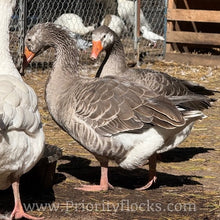 Load image into Gallery viewer, Pilgrim Goose (Gosling)

