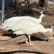 Load image into Gallery viewer, White Peafowl (Peachick)
