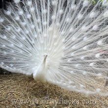 Load image into Gallery viewer, White Peafowl (Peachick)
