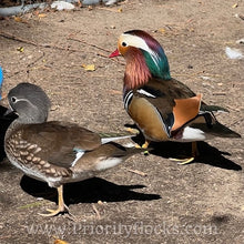 Load image into Gallery viewer, Mandarin Duck (Young Adult)

