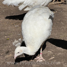 Load image into Gallery viewer, White Peafowl (Peachick)
