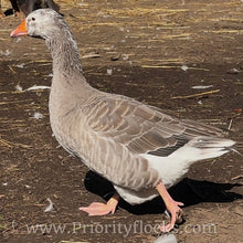 Load image into Gallery viewer, Pilgrim Goose (4 Hatching Eggs)
