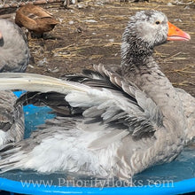 Load image into Gallery viewer, Pilgrim Goose (Gosling)
