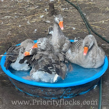 Load image into Gallery viewer, Pilgrim Goose (4 Hatching Eggs)
