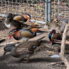 Load image into Gallery viewer, Mandarin Duck (Young Adult)

