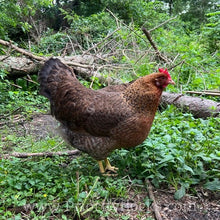 Load image into Gallery viewer, German Bielefelder (Auto Sexed) - Day old Chick
