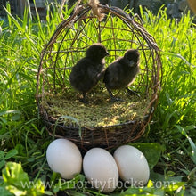 Load image into Gallery viewer, Ayam Cemani - Day old Chick
