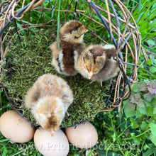 Load image into Gallery viewer, German Bielefelder (Auto Sexed) - Hatching Eggs

