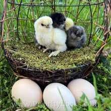 Load image into Gallery viewer, Silkie -Day Old Chick
