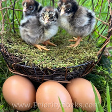 Load image into Gallery viewer, Double Silver Laced Barnevelder - Hatching Eggs
