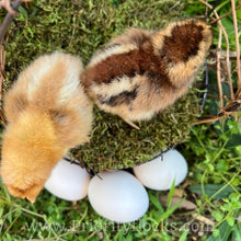 Load image into Gallery viewer, 55 Flowery Hen (Auto Sexed) - Hatching Eggs

