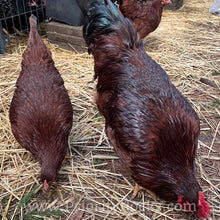 Load image into Gallery viewer, Heritage Rhode Island Reds - Hatching Eggs
