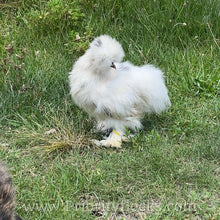 Load image into Gallery viewer, Silkie -Day Old Chick
