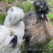 Load image into Gallery viewer, Silkie -Day Old Chick
