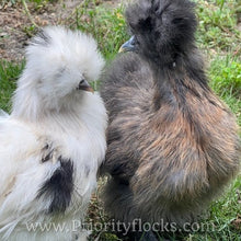 Load image into Gallery viewer, Silkie -Day Old Chick
