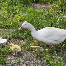 Load image into Gallery viewer, Roman Tufted Goose (4 Hatching Eggs)
