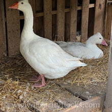 Load image into Gallery viewer, Roman Tufted Goose (4 Hatching Eggs)
