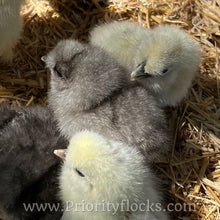 Load image into Gallery viewer, Silkie -Day Old Chick
