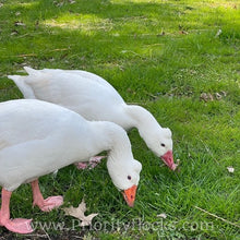 Load image into Gallery viewer, Roman Tufted Goose (4 Hatching Eggs)
