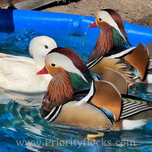 Load image into Gallery viewer, Mandarin Duck (Young Adult)
