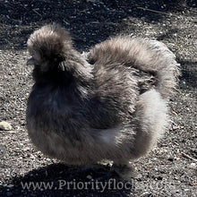 Load image into Gallery viewer, Silkie -Day Old Chick
