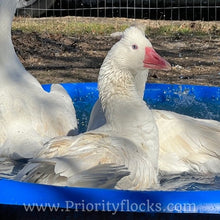 Load image into Gallery viewer, Roman Tufted Goose (4 Hatching Eggs)
