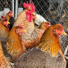 Load image into Gallery viewer, German Bielefelder (Auto Sexed) - Hatching Eggs
