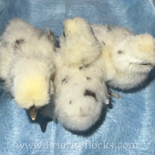 Load image into Gallery viewer, Silkie -Day Old Chick
