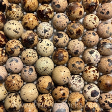 Load image into Gallery viewer, Jumbo Coturnix Quail (Feather Sexable) Hatching Eggs
